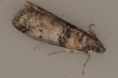<i>Euzophera pinguis</i>