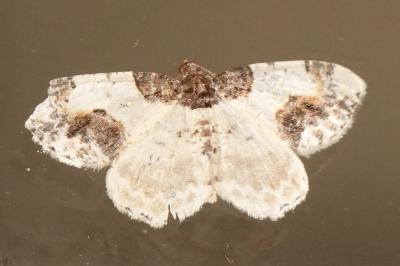 <i>Ligdia adustata</i>