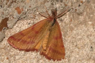 <i>Lythria purpuraria</i>