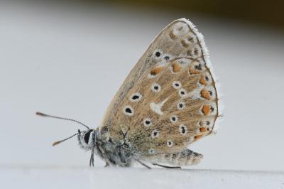 <i>Lysandra coridon</i>