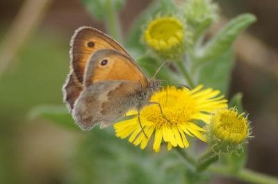 <i>Coenonympha pamphilus</i>