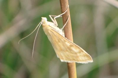 <i>Sitochroa verticalis</i>