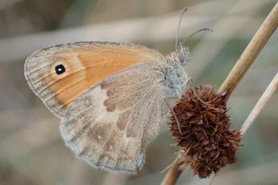 <i>Coenonympha pamphilus</i>