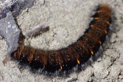 <i>Macrothylacia rubi</i>
