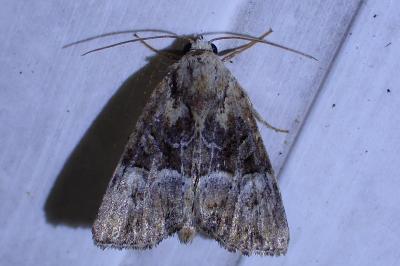 <i>Mesoligia furuncula</i>