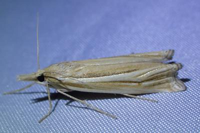 <i>Ancylolomia tentaculella</i>