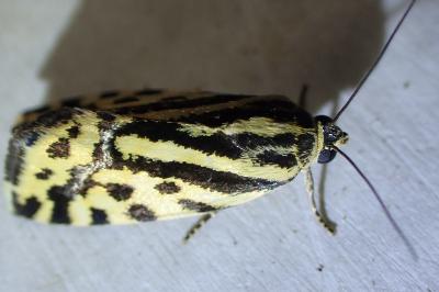 <i>Emmelia trabealis</i>