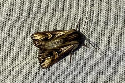 <i>Actinotia polyodon</i>