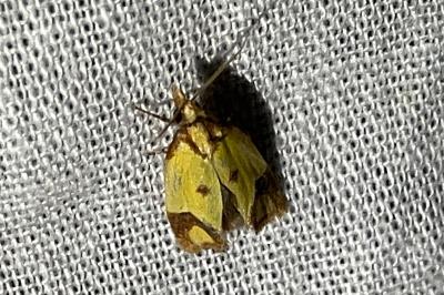 <i>Agapeta zoegana</i>