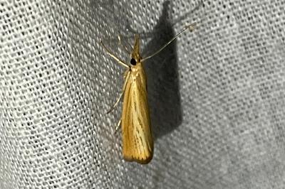 <i>Agriphila straminella</i>