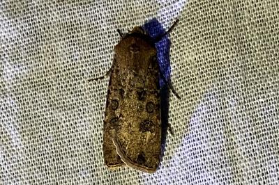 <i>Agrotis clavis</i>