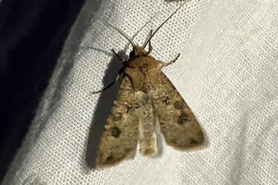 <i>Agrotis segetum</i>