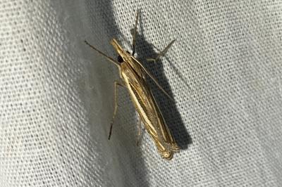 <i>Ancylolomia tentaculella</i>