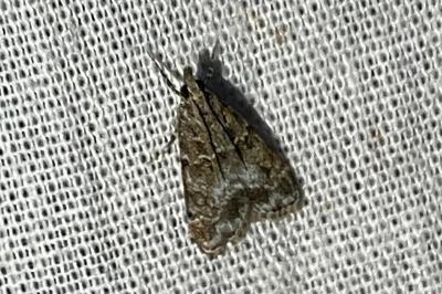 <i>Eudonia mercurella</i>