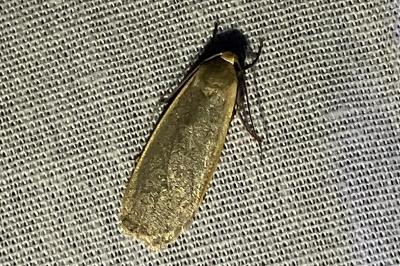 <i>Collita griseola</i>