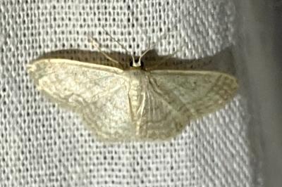 <i>Idaea subsericeata</i>