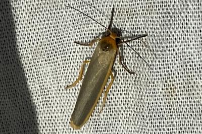 <i>Manulea complana</i>