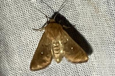 <i>Mythimna albipuncta</i>