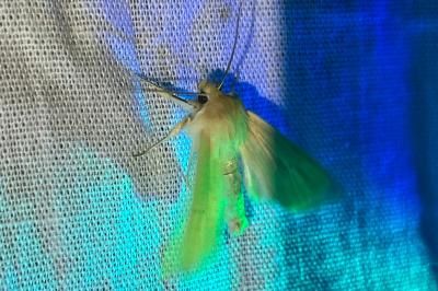 <i>Mythimna pallens</i>