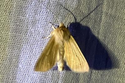 <i>Mythimna pallens</i>