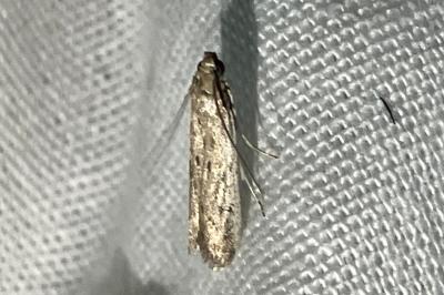 <i>Phycitodes</i>