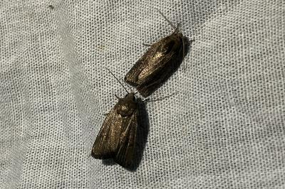 <i>Proxenus hospes</i>