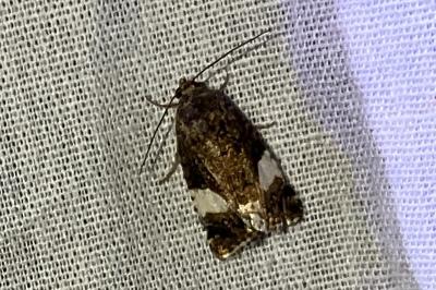 <i>Tyta luctuosa</i>