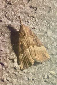 <i>Hypena rostralis</i>
