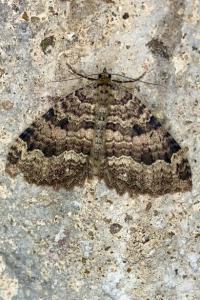 <i>Triphosa dubitata</i>