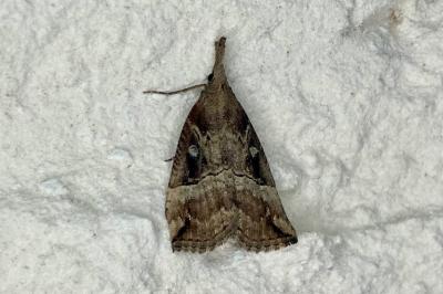<i>Hypena rostralis</i>