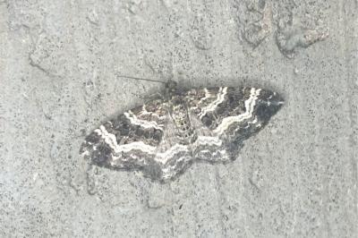 <i>Epirrhoe alternata</i>
