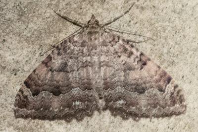 <i>Triphosa dubitata</i>