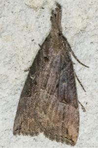 <i>Hypena rostralis</i>