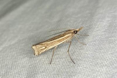 <i>Ancylolomia tentaculella</i>
