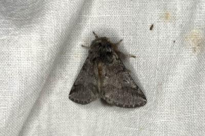 <i>Thaumetopoea processionea</i>