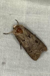 <i>Agrotis exclamationis</i>