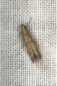 <i>Phycitodes</i>