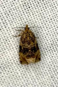 <i>Orthotaenia undulana</i>
