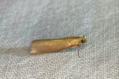 <i>Oncocera semirubella</i>