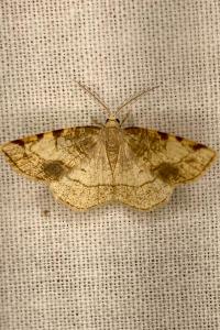 <i>Stegania trimaculata</i>