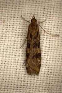 <i>Nomophila noctuella</i>