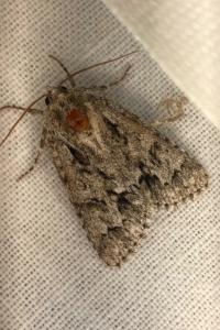 <i>Acronicta auricoma</i>