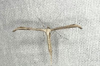 <i>Emmelina monodactyla</i>