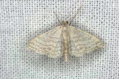 <i>Idaea subsericeata</i>