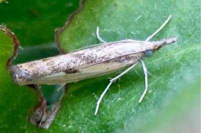 <i>Agriphila inquinatella</i>