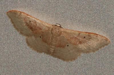 <i>Idaea degeneraria</i>