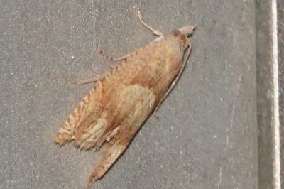 <i>Eucosma conterminana</i>