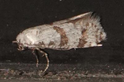<i>Scythropia crataegella</i>