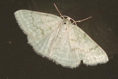 <i>Pseudoterpna pruinata</i>