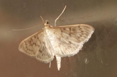 <i>Patania ruralis</i>